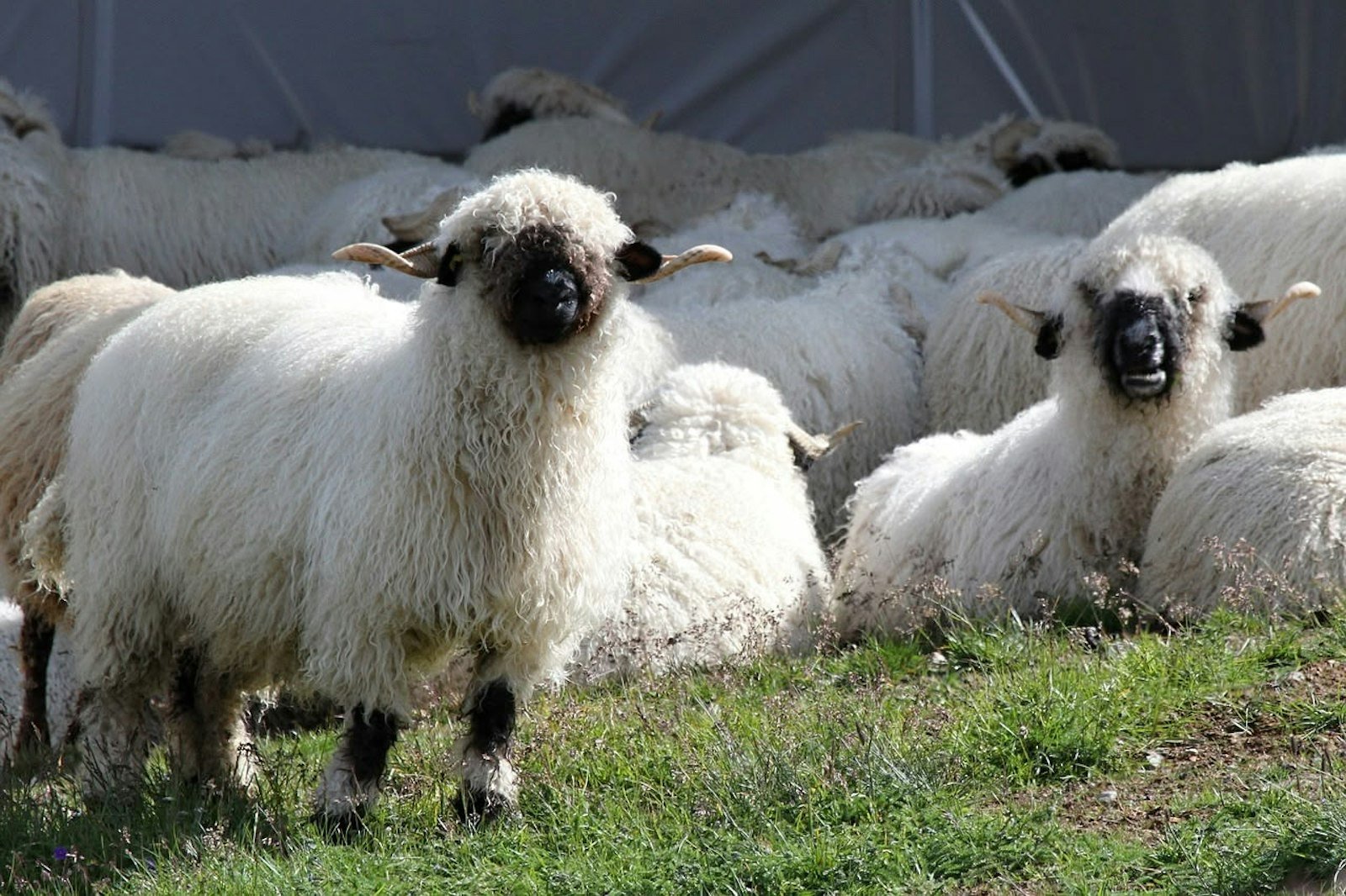 2024 Natural Fiber Showcase Primary Image