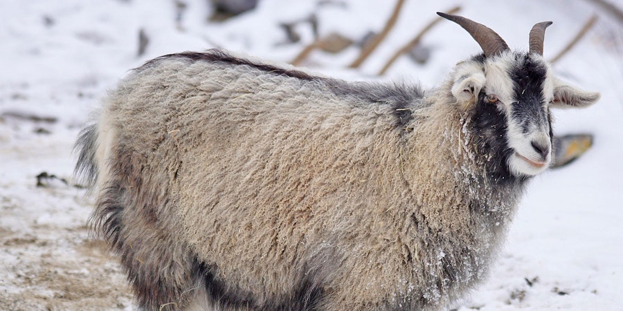 From the Wild to My Backyard: Raising Cashmere Goats in Southcentral Alaska Image