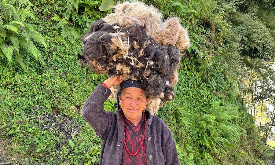 Spinning in the Himalayas, Part 1: Shepherd, Sheep, and Wool Prep Image