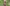 Spinning in the Himalayas, Part 1: Shepherd, Sheep, and Wool Prep Primary Image