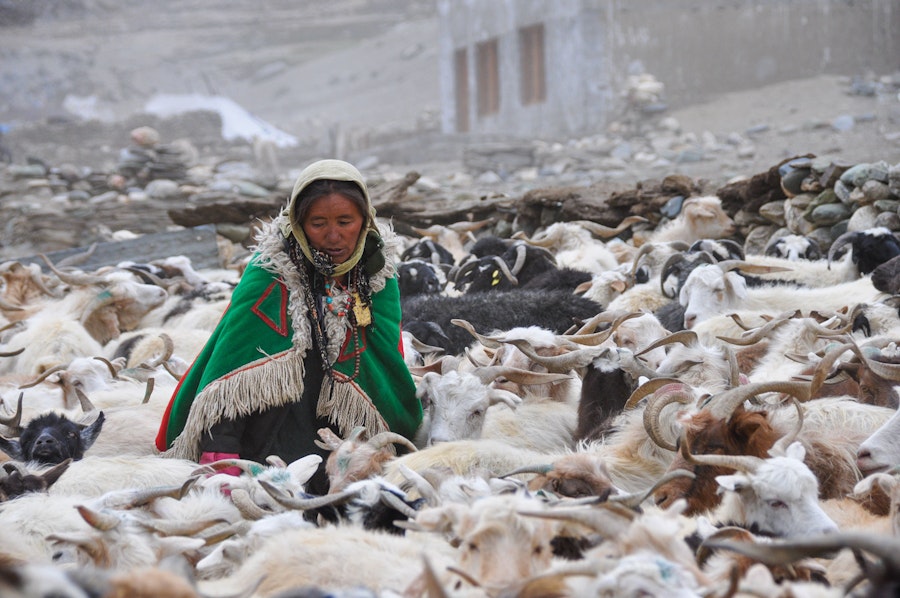 Cashmere, Glaciers, and a Fiber Contest with Global Impact Image