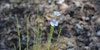 Linen Legacy: Tracing the History of Flax and its Enduring Impact Image