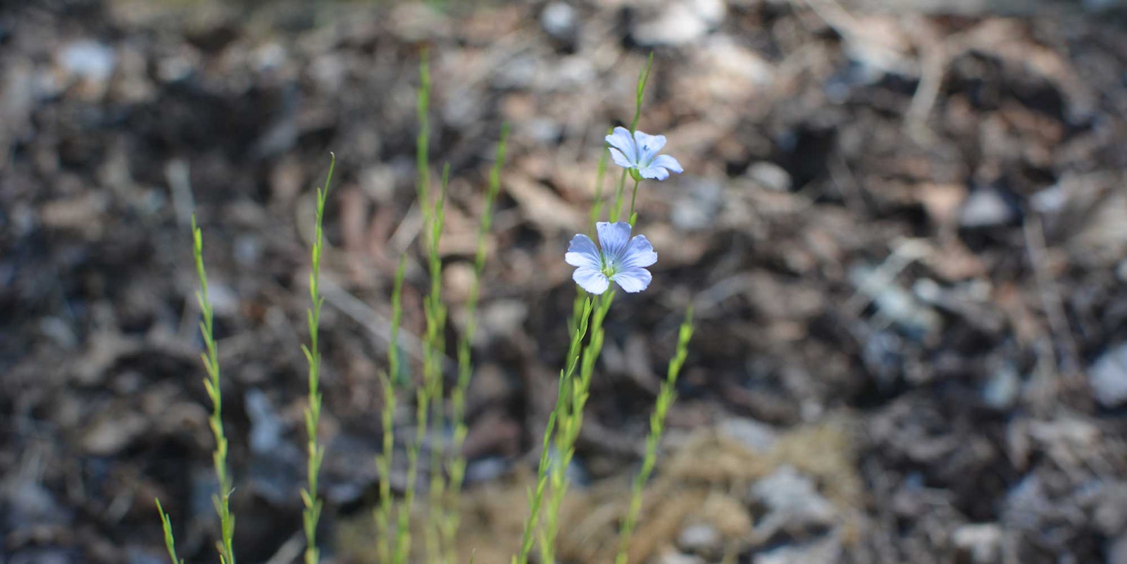 Linen Legacy: Tracing the History of Flax and its Enduring Impact Primary Image