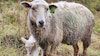 Meet the Sheep: Gulf Coast Sheep Image
