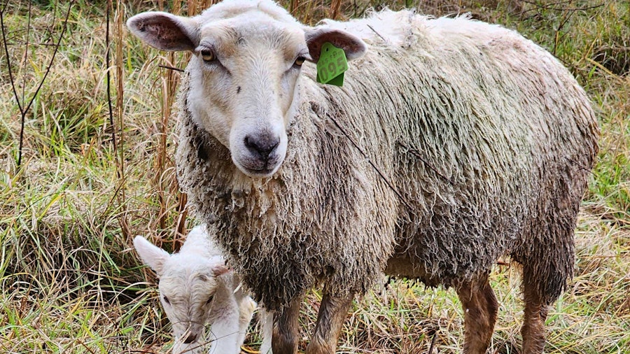 Meet the Sheep: Gulf Coast Sheep Image