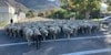 Driving a Century of Sheep Ranching Tradition in Utah Image