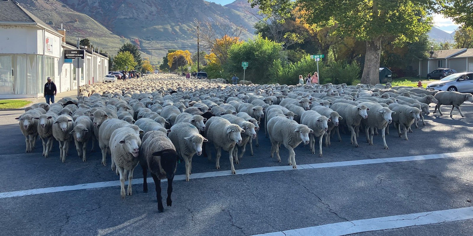 Driving a Century of Sheep Ranching Tradition in Utah Primary Image