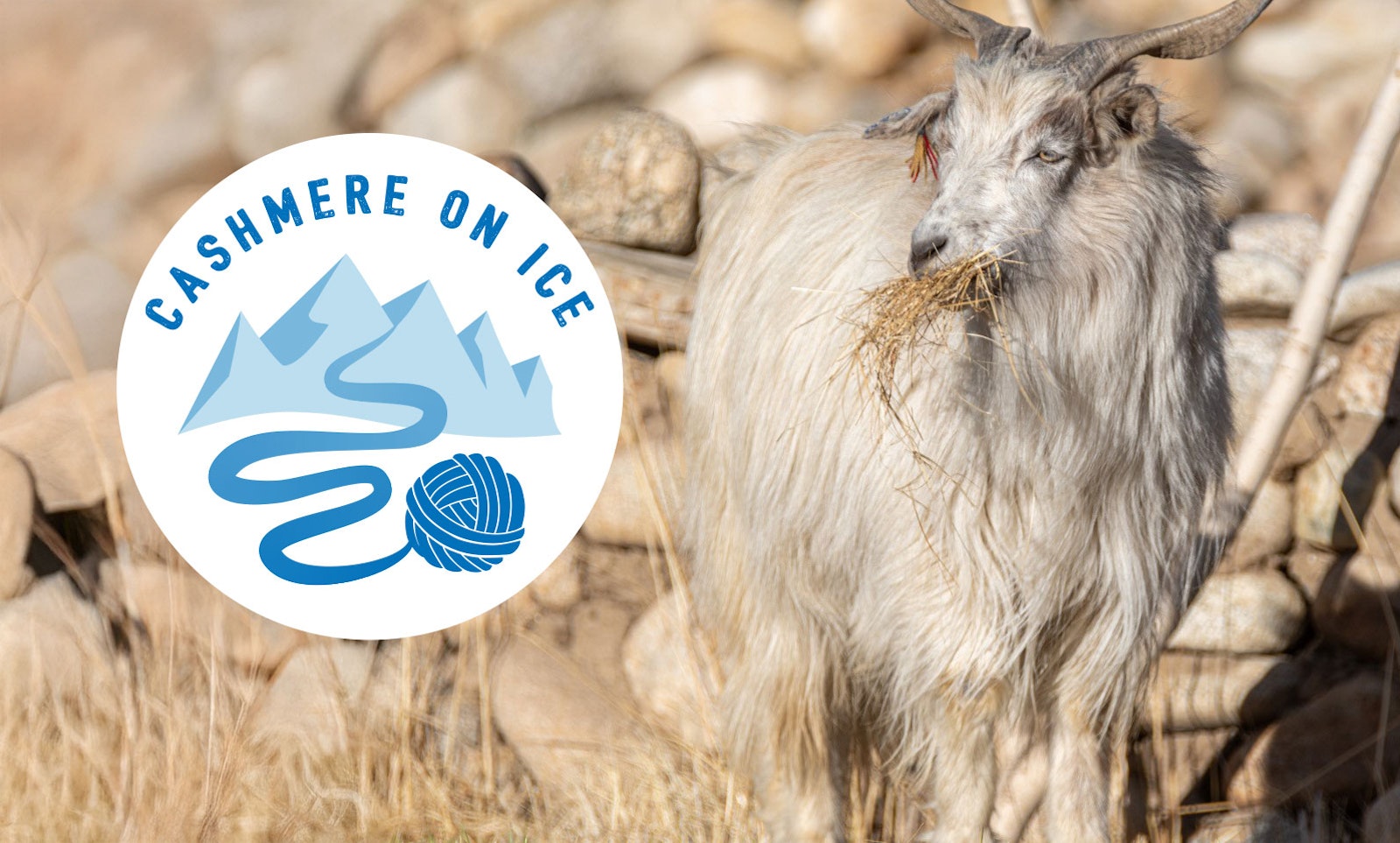 Celebrating the Winners of Cashmere on Ice Primary Image