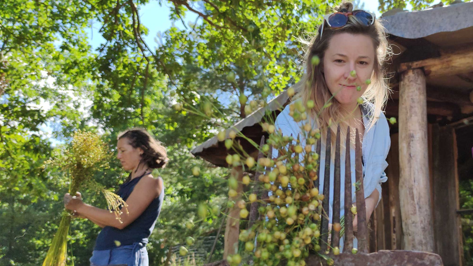 Gathering Flax, Sharing Stories Primary Image