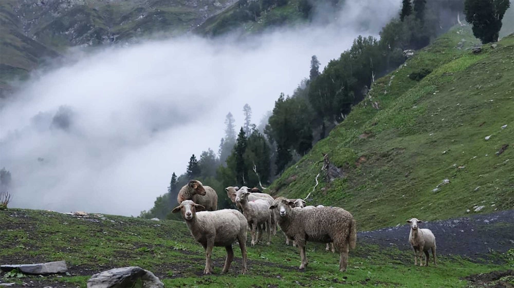 Bakarwal Crafts: Bringing Back Bakarwal Wool Image