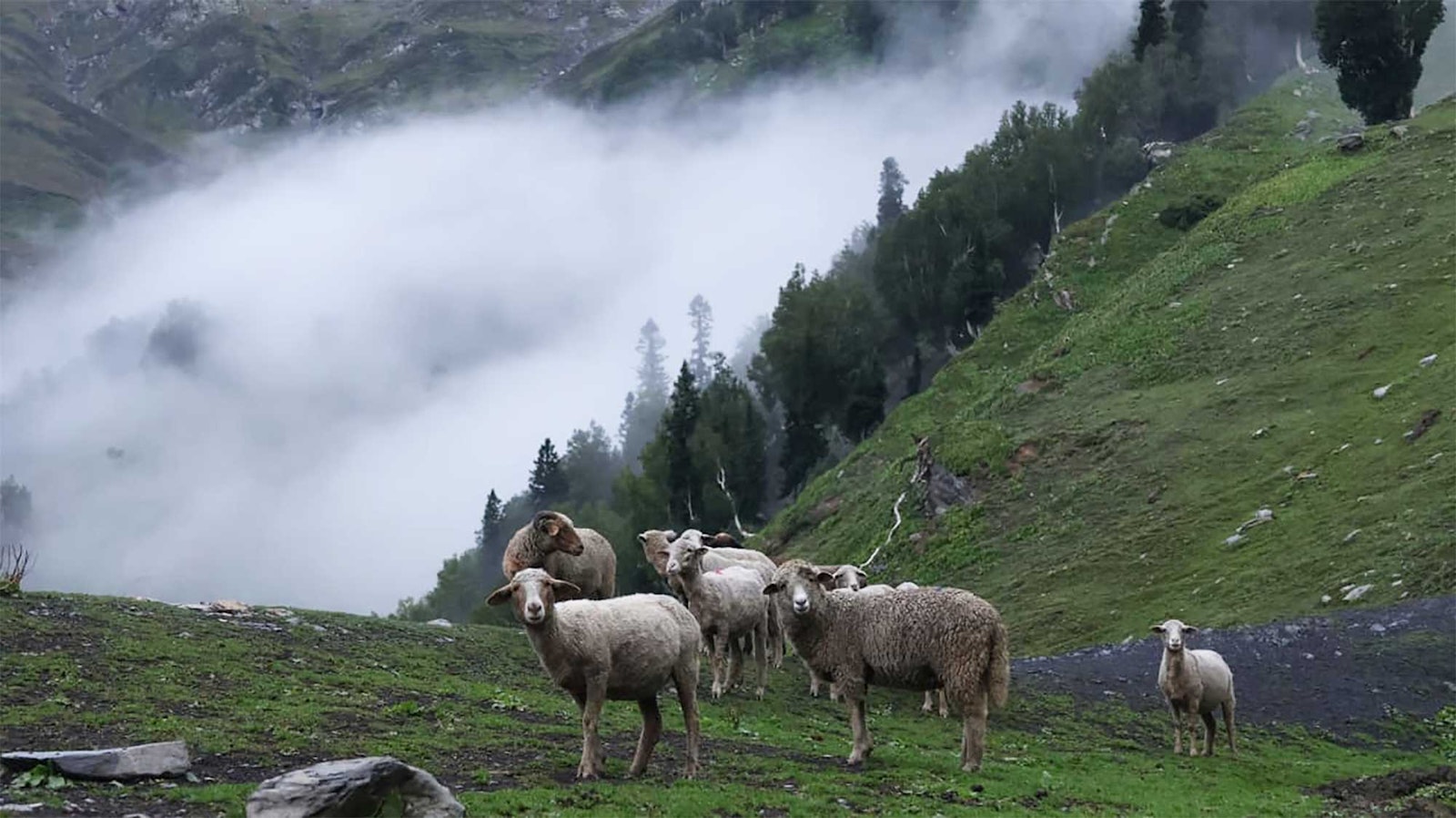 Bakarwal Crafts: Bringing Back Bakarwal Wool Primary Image