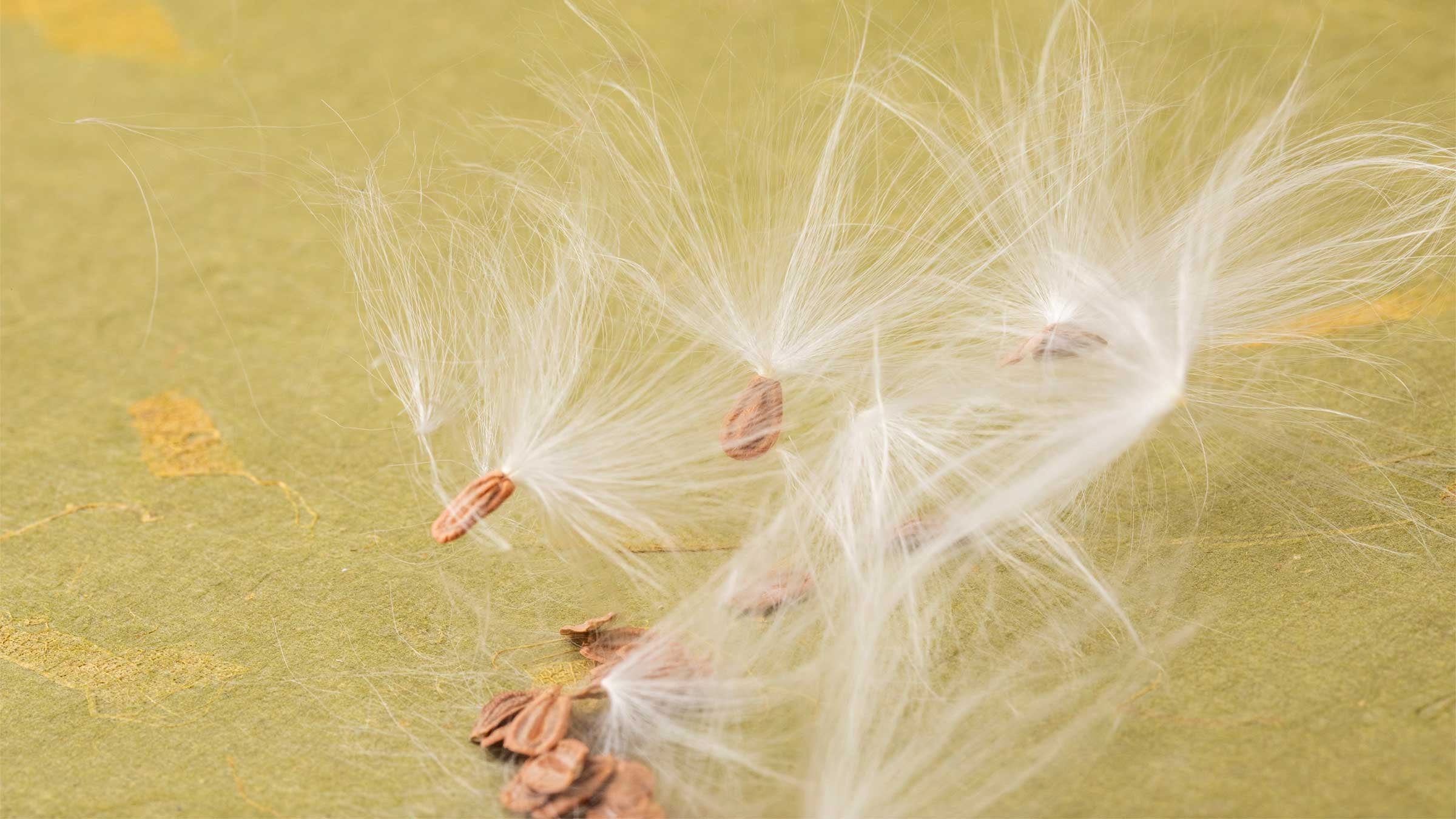 Can You Spin Milkweed Silk and Cottonwood Fluff? Image
