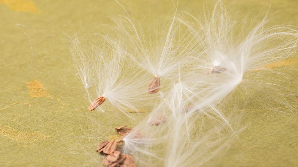 Can You Spin Milkweed Silk and Cottonwood Fluff? Image