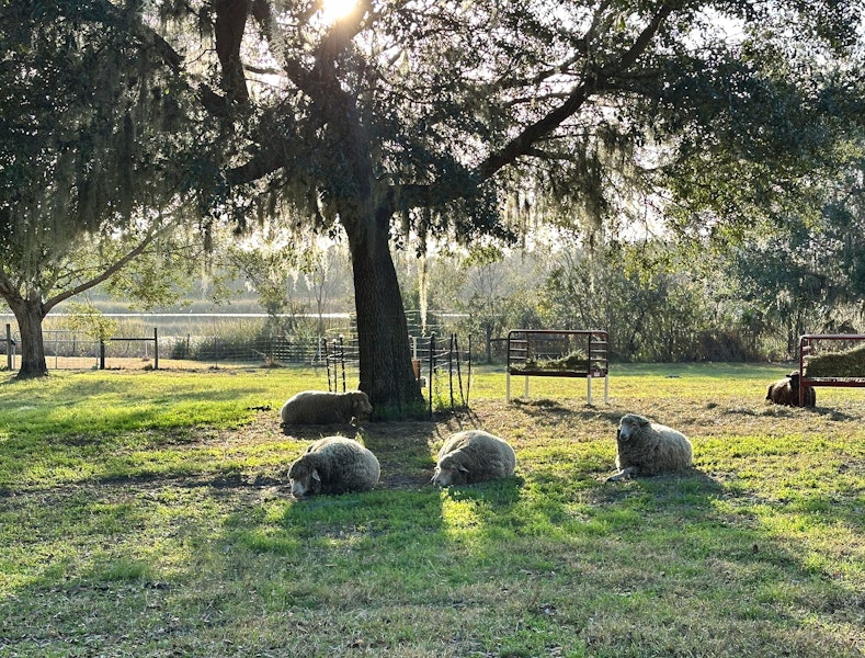 Discover Gulf Coast Native Sheep and their Florino Cousins Image