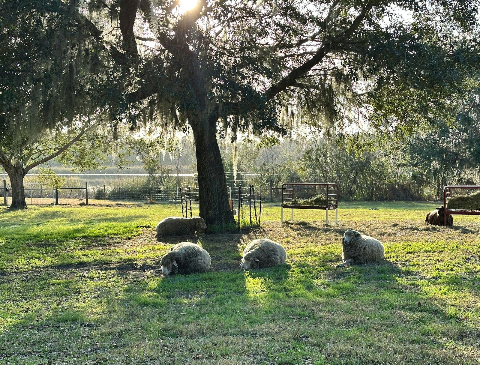 Discover Gulf Coast Native Sheep and their Florino Cousins Primary Image